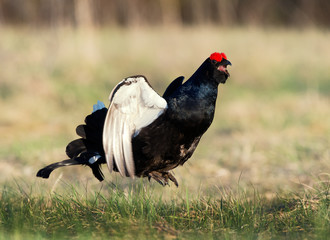 The Black Grouse or Blackgame (Tetrao tetrix).