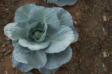 Obraz premium Cabbage garden