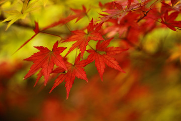 紅葉