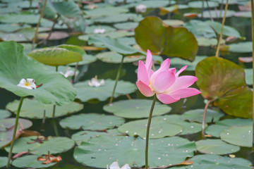 Pink lotus blossoms or water lily flowers blooming on pond