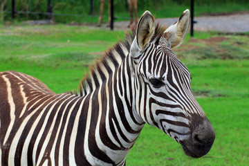 Close up a single zebra