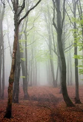  springy view from foggy european beech wood © Daniel Prudek