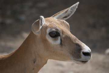 Blackbuck