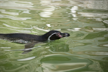 Humboldt Penguin