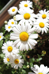 Fototapeta premium Blumen - Kamille, daisy