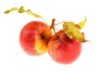 Two red apples with leaves