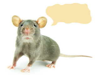 rat