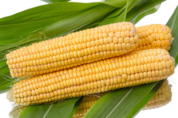 Heap of corn cobs