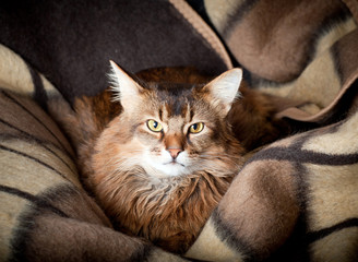 Somali cat on dark background