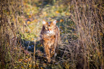 Somali cat outdoor portrait