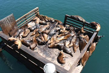 Monterey - Les phoques de Fisherman's Wharf © Brad Pict