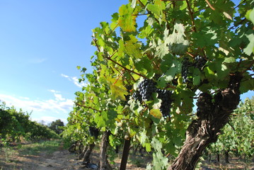 vignoble du roussillon