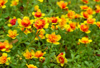 Little Common Purslane flowers