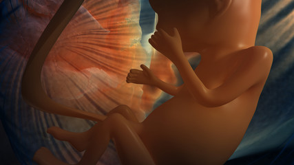 fetus 2