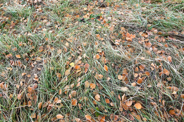 Autumn background with red leaves on grass in morning frost