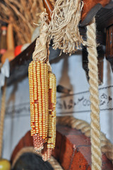 Corn drying. Mais after harvest