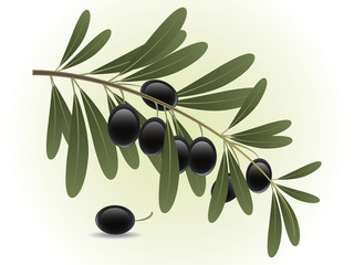 Olive branch