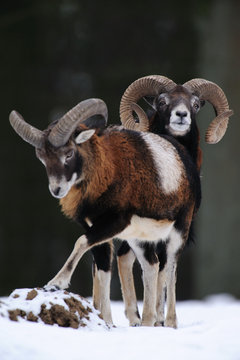 Muffelwild,Winter