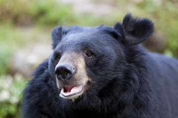 Himalayan Black Bear, Himalayan Zoological Park, Darjeeling,