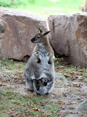 Bennettkänguru mit Baby im Beutel