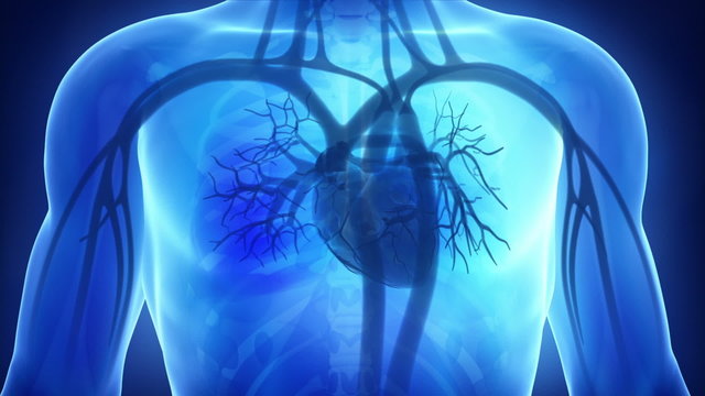 Human beating heart anatomy in x-ray