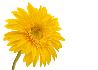 Beautiful daisy gerbera flower isolated