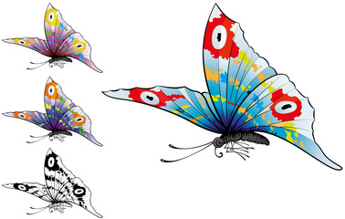 Obraz premium Butterfly