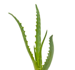 Aloe isolated