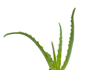 Aloe isolated