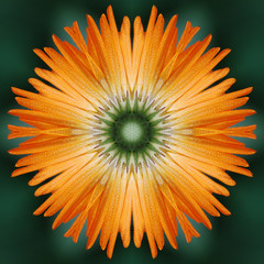 Calendula flower mandala - obrazy, fototapety, plakaty