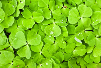 green clover background