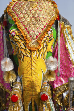 Decorated elephant at the elephant festival in Jaipur.