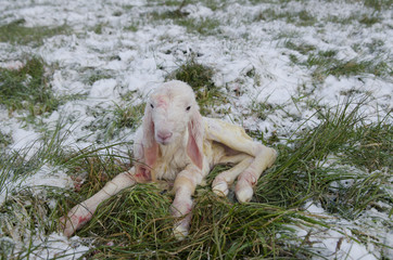Sheep: Lamb newborn among the snowfields in the cold winter
