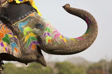 Foto op Canvas Versierde olifant op het olifantenfestival in Jaipur © davidevison