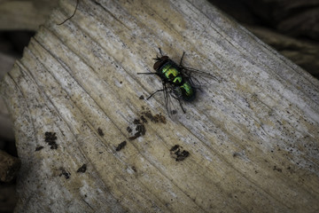 Green Matalic Fly On Rotten Wood