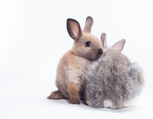 Two rabbits