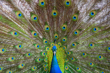 Obraz premium Pfau schlägt ein Rad