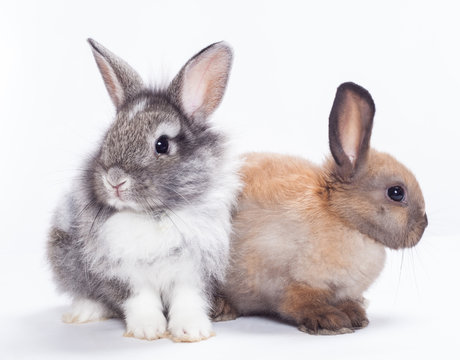 Two rabbits