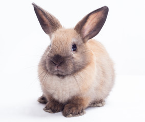 Rabbit isolated on a white background