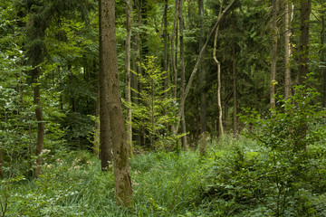Mischwald bei Korb