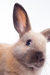 Rabbit isolated on a white background