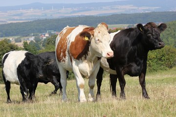 Fototapeta na wymiar Krowy na Dörnberg