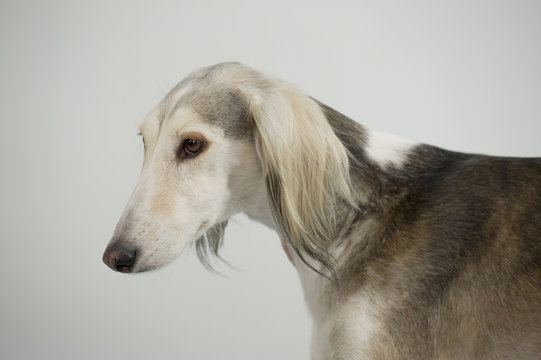Elegant dog Persian greyhound breed saluki posing