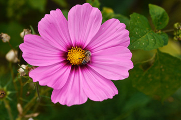 Obraz premium Honigbiene auf Cosmea