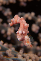 Caballito pigmeo © AntonioSenent