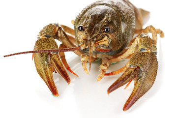 Alive crayfish on white background close-up