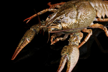 Alive crayfish on black background close-up