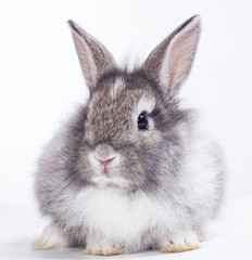 Rabbit isolated on a white background