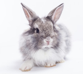 Rabbit isolated on a white background