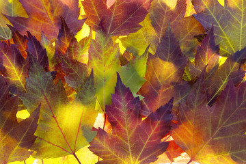 Fall Maple Leaves Background